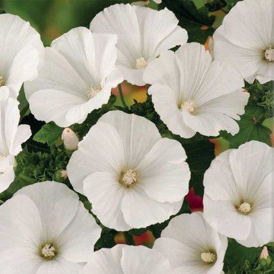 Kesämalva 'Mont Blanc'