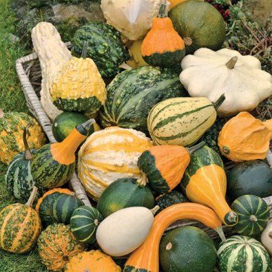 Koristekurpitsa, sekoitus