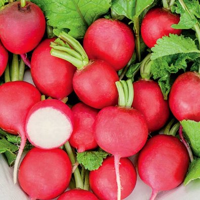 Retiisi 'Saxa 2' Såband