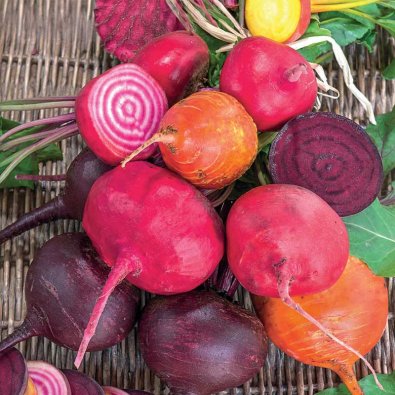 Punajuuri 'Hullahoop mix'