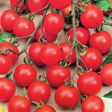 Kirsikkatomaatti 'Tiny Tim'