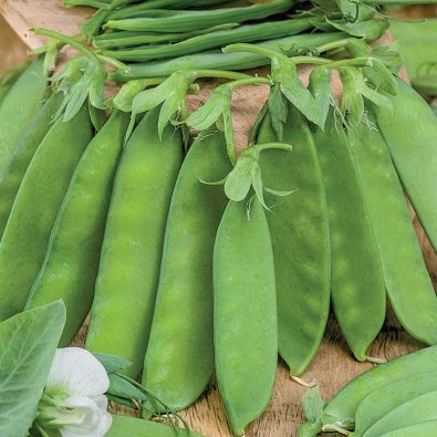 Sugar Snap Pea 'Oregon Sugar Pod'