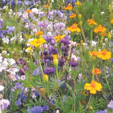 Flowers f ör nyttoinsekter