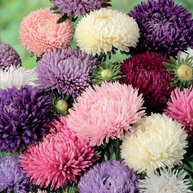 Amerikkalainen pensaspäivänkakkara