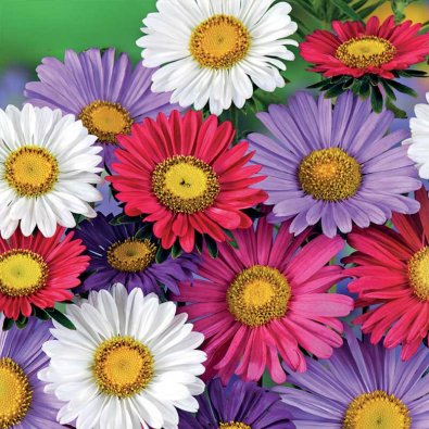 Kesäasteri 'Chinensis mix'