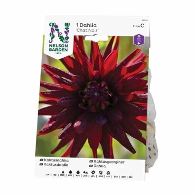 Kaktusdaalia 'Chat Noir'