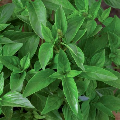 Sitruunabasilika 'Lemon scent'