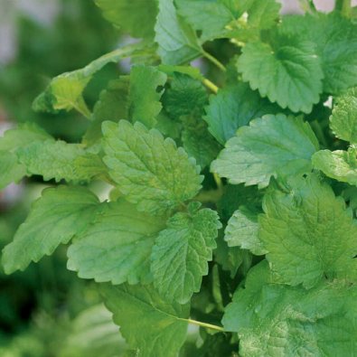 Sitruunamelissa 'Lemona'