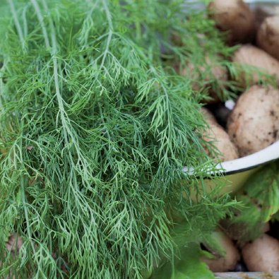 Lehtitilli 'Gold Crown'