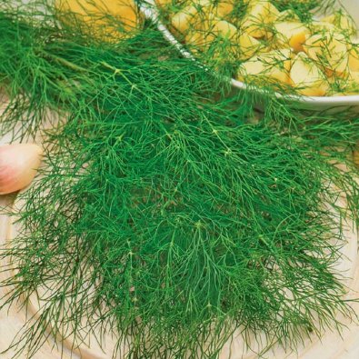 Lehtitilli 'Bouquet'