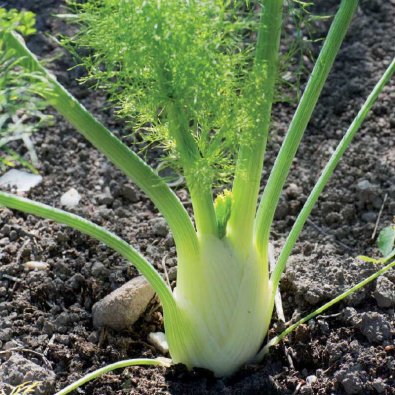 Fenkoli 'Finale' Organic