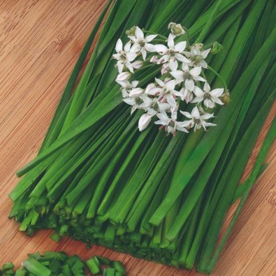 Kiinalainen ruohosipuli 'Garlic oriental'