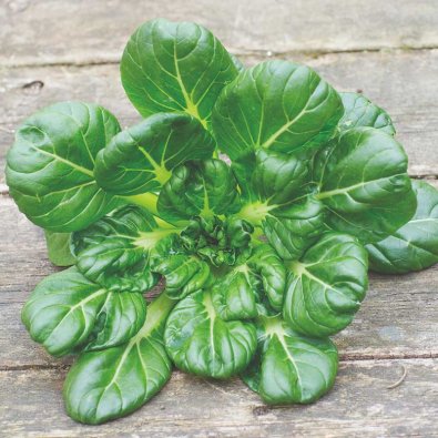 Aasialainen kaali, Tatsoi, Organic