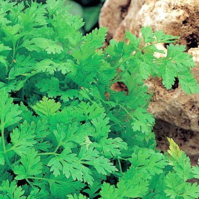 Tanskalainen kirveli 'Fijne Krul'