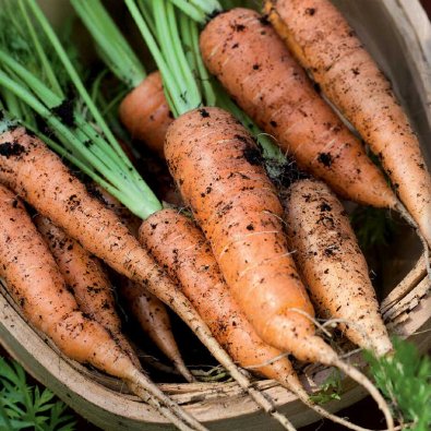 Kesäporkkana 'Berlicum 2'