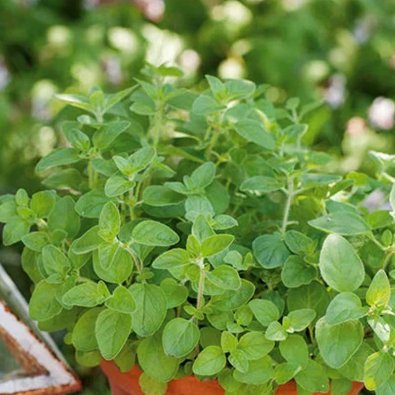 Oregano / Kungsmynta