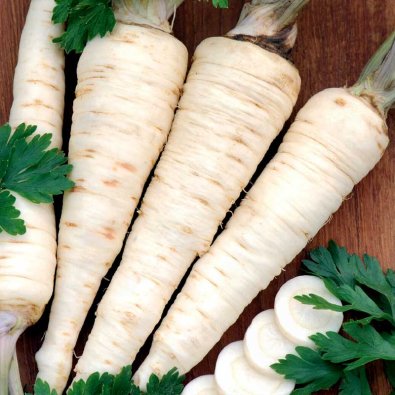 Juuri-persilja 'Halblange'