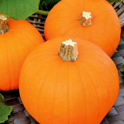 Minikurpitsa 'Baby Bear'