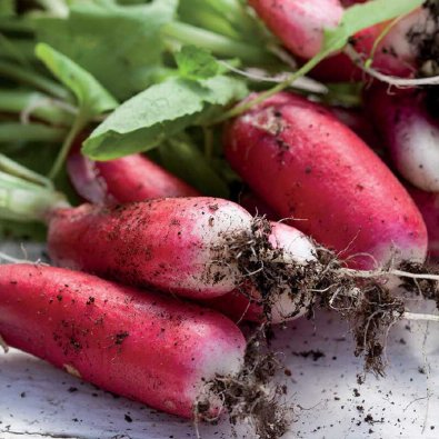 Retiisi 'Flamboyant 2'