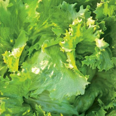 Jääsalaatti 'Great Lakes 118'