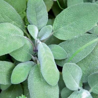 Maustesalvia