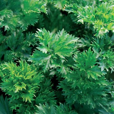 Lehtiselleri 'Gewone Snij'