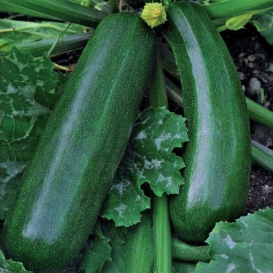 Kesäkurpitsa 'Diamant' F1