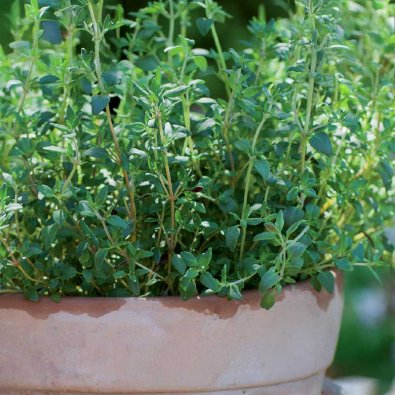 Talvimeirami 'German Winter'