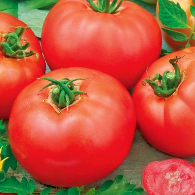 Avomaantomaatti 'Moneymaker'