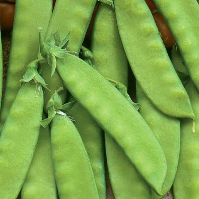 Sokeriherne 'Oregon Sugar Pod'
