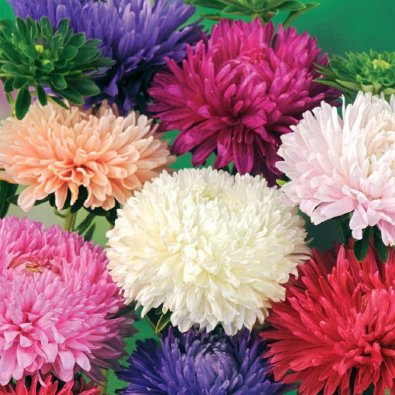 Pensasasteri 'American Branching mix'