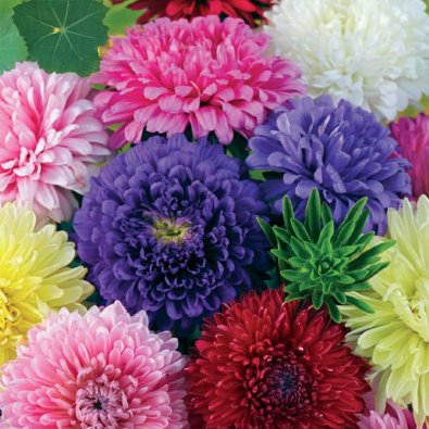 Asteri 'Semi-Tall mix'