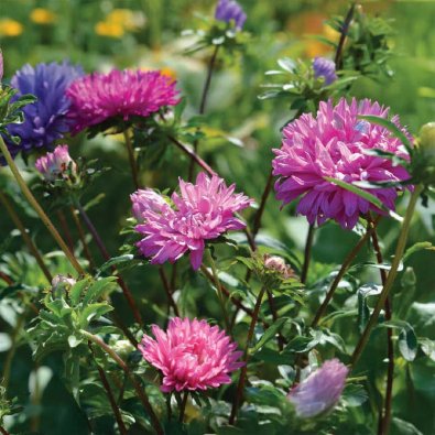 Kaksinkertainen Asterisekoitus Luomu