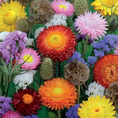 Ikuisuuskukat 'Nelson Mixture'