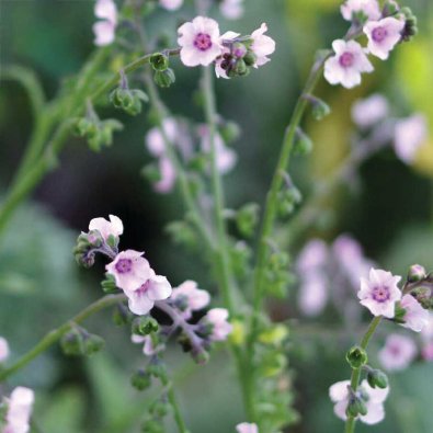 Kiinalainen lemmikki 'Mystery Rose'