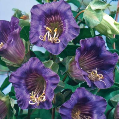 Kelloköynnös sininen