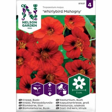 Pensaskrassi 'Whirlybird Mahogany'