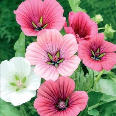 Kaunomalva blandade färger