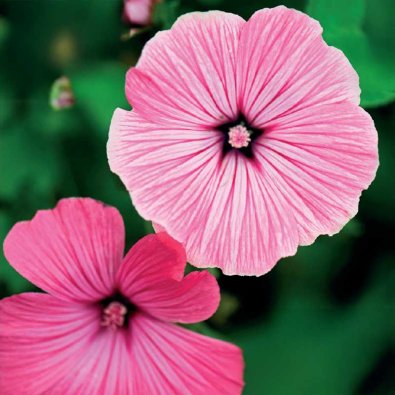 Kesämalva 'Silver Cup'