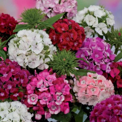 Partaneilikka sekoitus