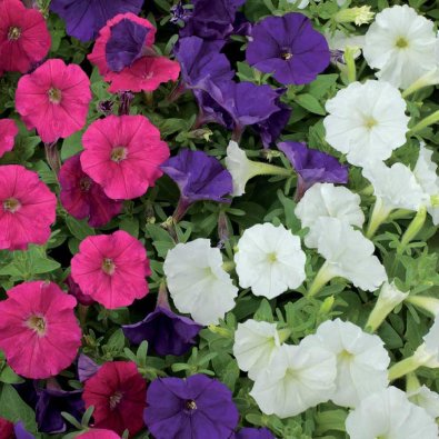 Petunia 'Fantasy' F1