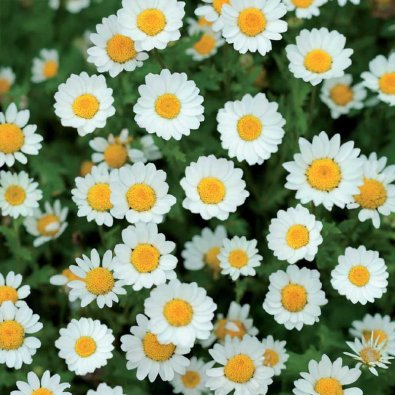 Kääpiöpäivänkakkara valkoinen