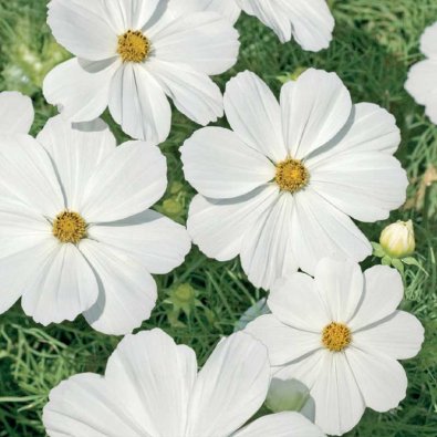 Kosmoskukka 'Purity'