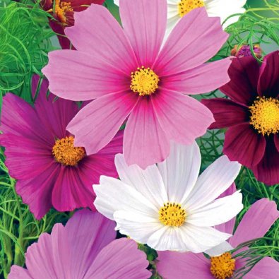 Kosmoskukka 'Vega Mixture'