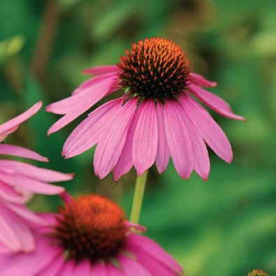 Rudbeckia 'Starlight'