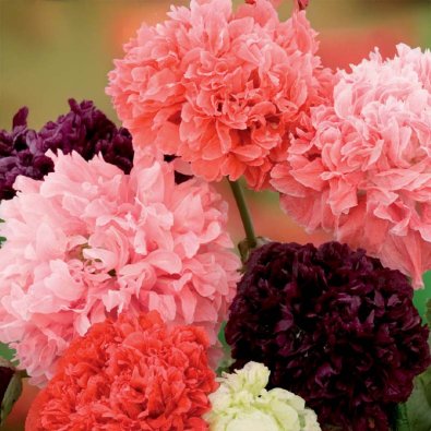 Pioniunikko sekoitus