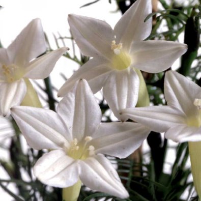 Höyhensarjakukka 'White Feather'