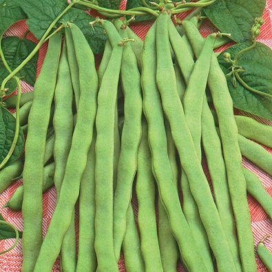 Leikkopapu 'Admires'