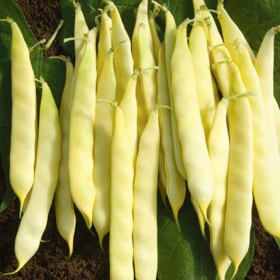 Leikkopapu 'Serpedor'