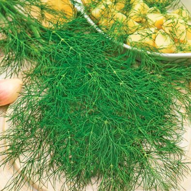 Lehtitilli 'Bouquet'